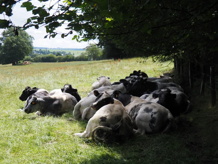 Ferme de la Planche (Blote voeten pad) (België)